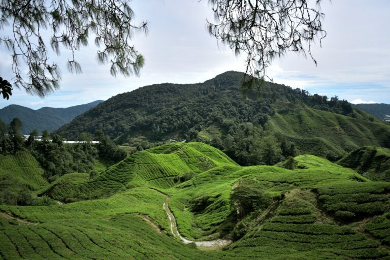 Malaysia Highlands Road Trip Guide