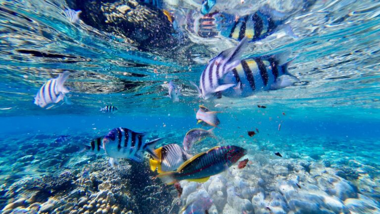 Driving the Coral Coast: Scenic Roadside Stops in Fiji