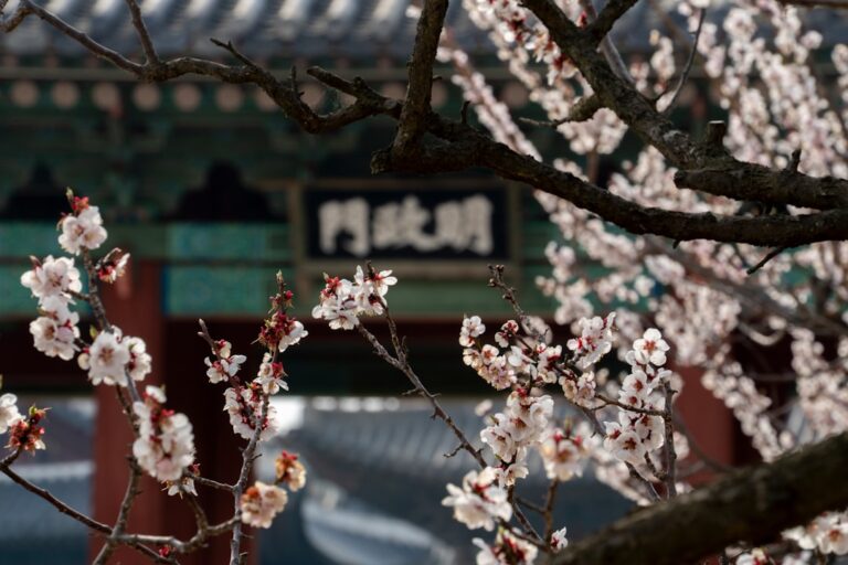 Unlocking the Secrets of South Korea’s Cherry Blossom Forecast: A Photographer’s Guide