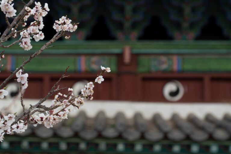 Chasing Cherry Blossoms in South Korea: A Journey of Trial and Error