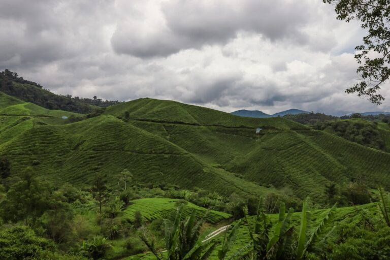 Hunting Down the Abandoned Rail Bridge in the Cameron Highlands Where the Train Stopped 40 Years Ago